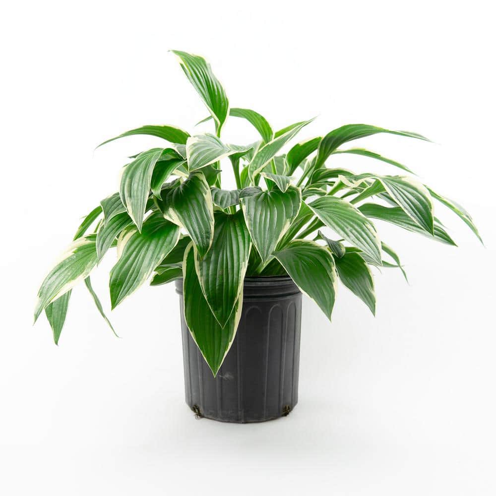 2 Gal. Francess Hosta, Live Perennial Plant, Forest Green with White Foliage - Hercitys