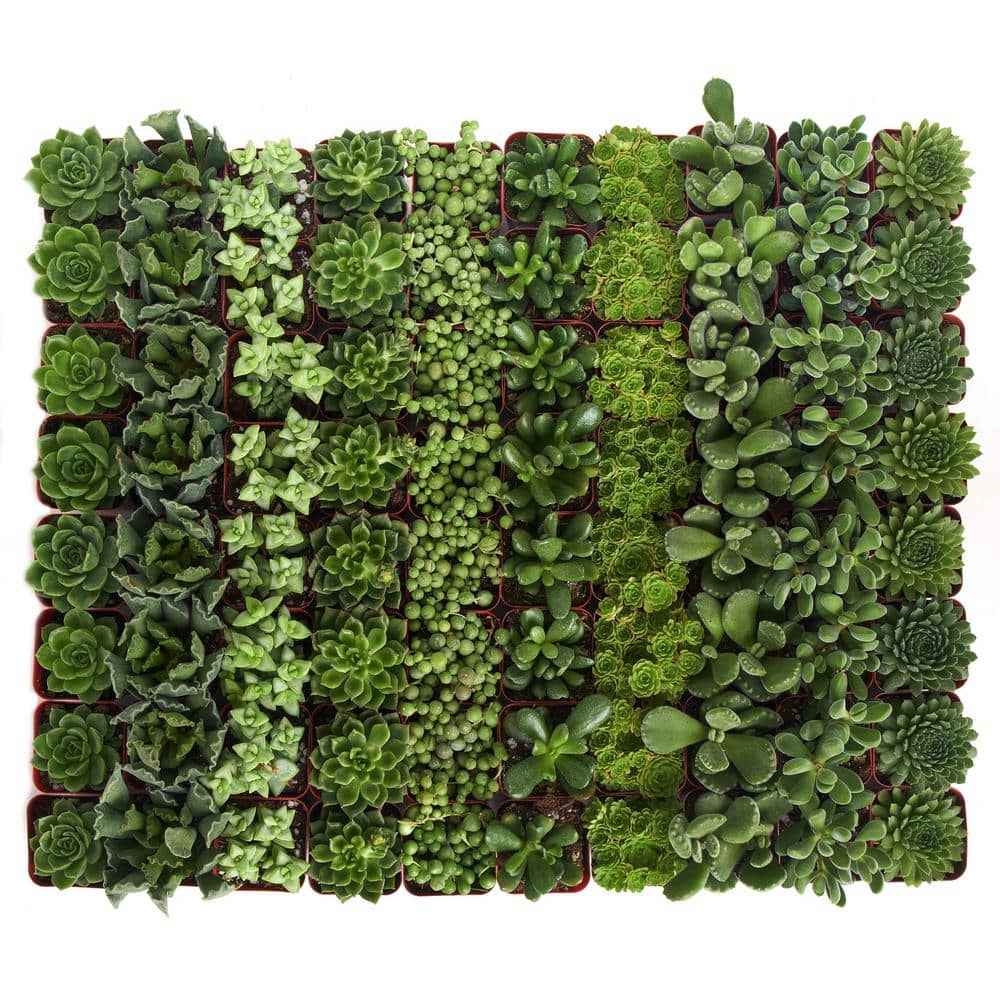 2 in. Green Succulent (Collection of 64) - Hercitys