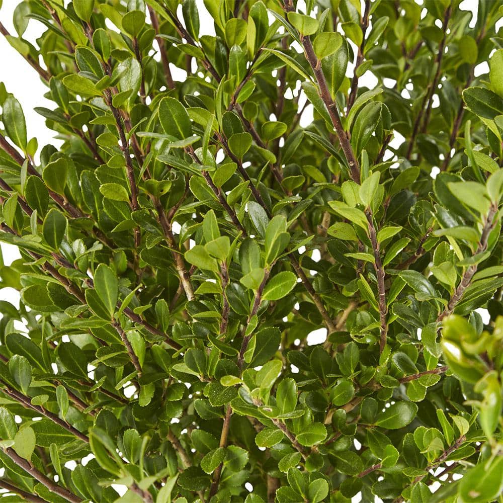 2.25 Gal. Compacta Holly (Illex) Evergreen Shrub - Hercitys