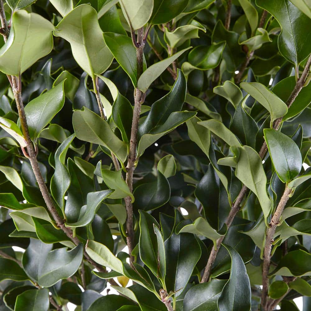 2.25 Gal. Ligustrum Recurvifolium Privet Shrub - Hercitys
