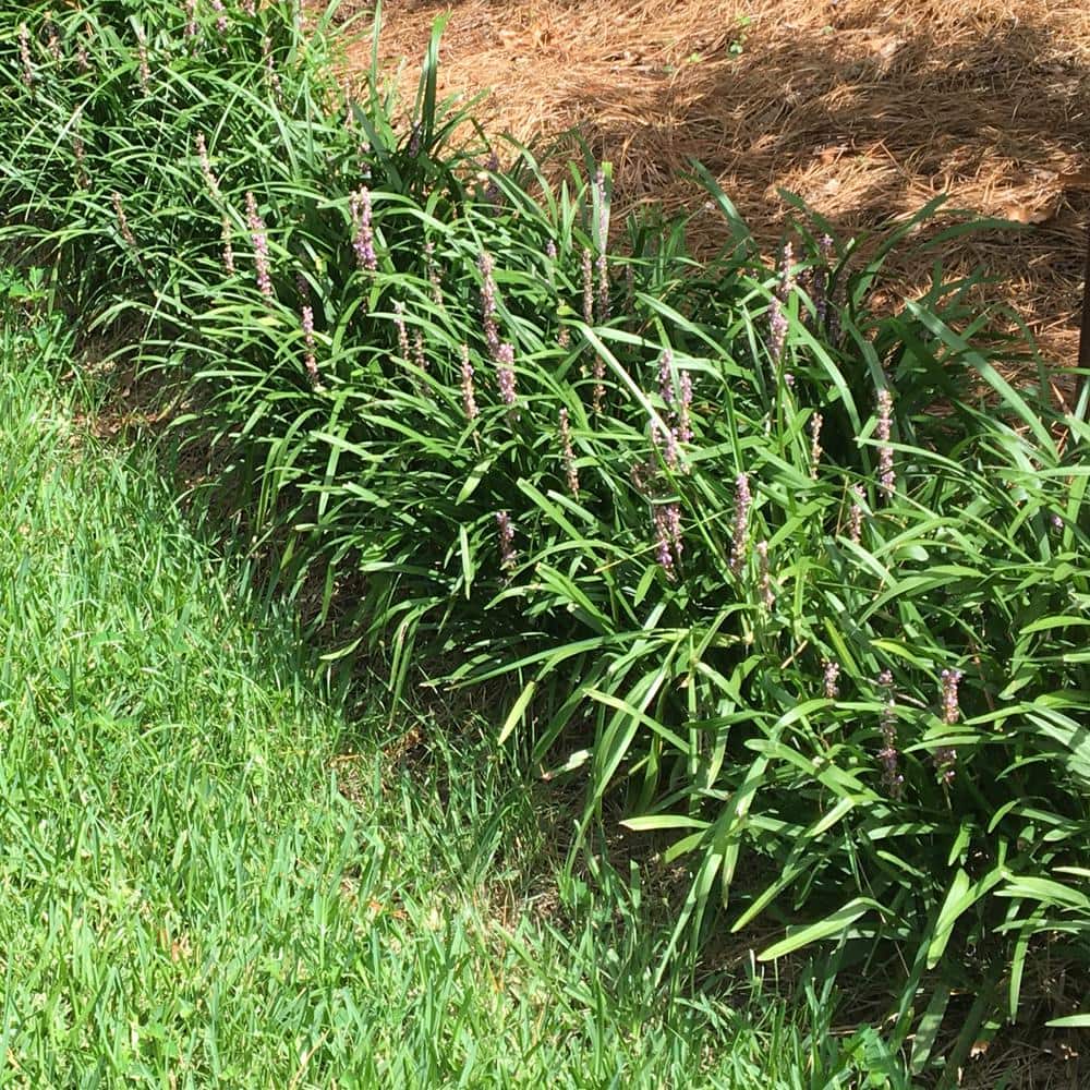 1 gal. Big Blue Lily Turf Plant - Hercitys