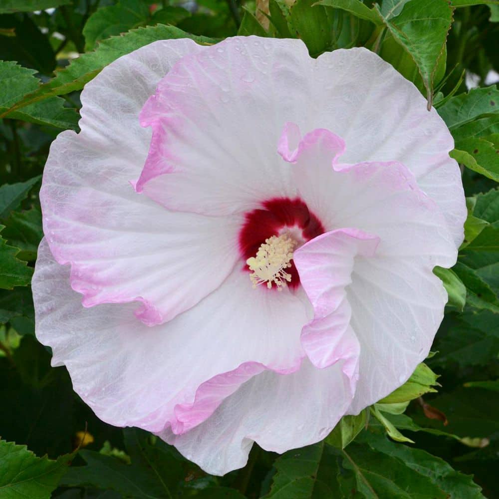 2 Gal. Summerific Ballet Slippers Rose Mallow (Hibiscus Hybrid) Live Perennial Plant with White Flowers - Hercitys