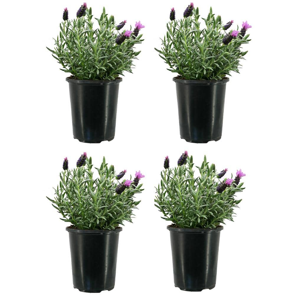 1.0 Qt. Perennial Lavender Stoechas Spanish Purple (4-Pack) - Hercitys