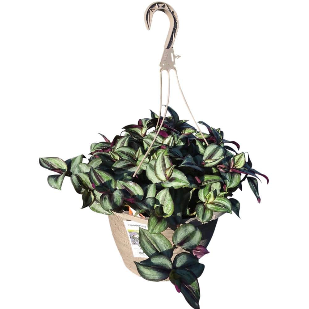 1.8 Gal. Tradescantia Zebrina Purple in 11 In. Hanging Basket - Hercitys
