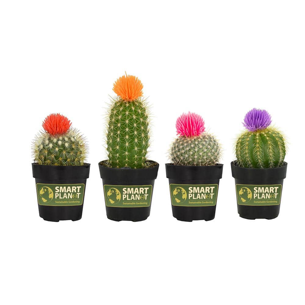 2.5 in. Cactus with Faux Flower Plant Collection (4-Pack) - Hercitys