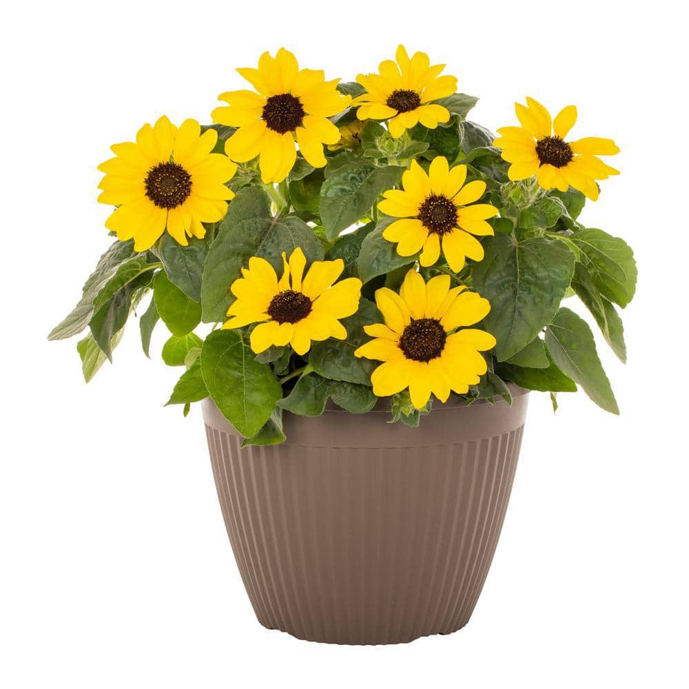 2 Gal. Sunflower Sunfinity Yellow in Decorative Planter Annual Plant (1-Pack) - Hercitys
