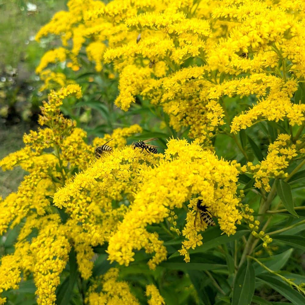 3.25 in. Goldenrod Spark Plug Perennial Plant with Yellow Flowers (3-Pack) - Hercitys