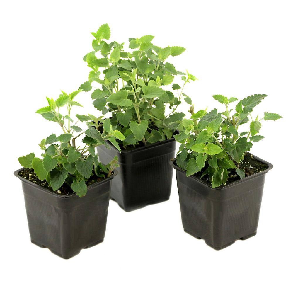 3.25 in. Agastache Peachie Keen Perennial Plant with Peach Bicolor Flowers (3-Pack) - Hercitys