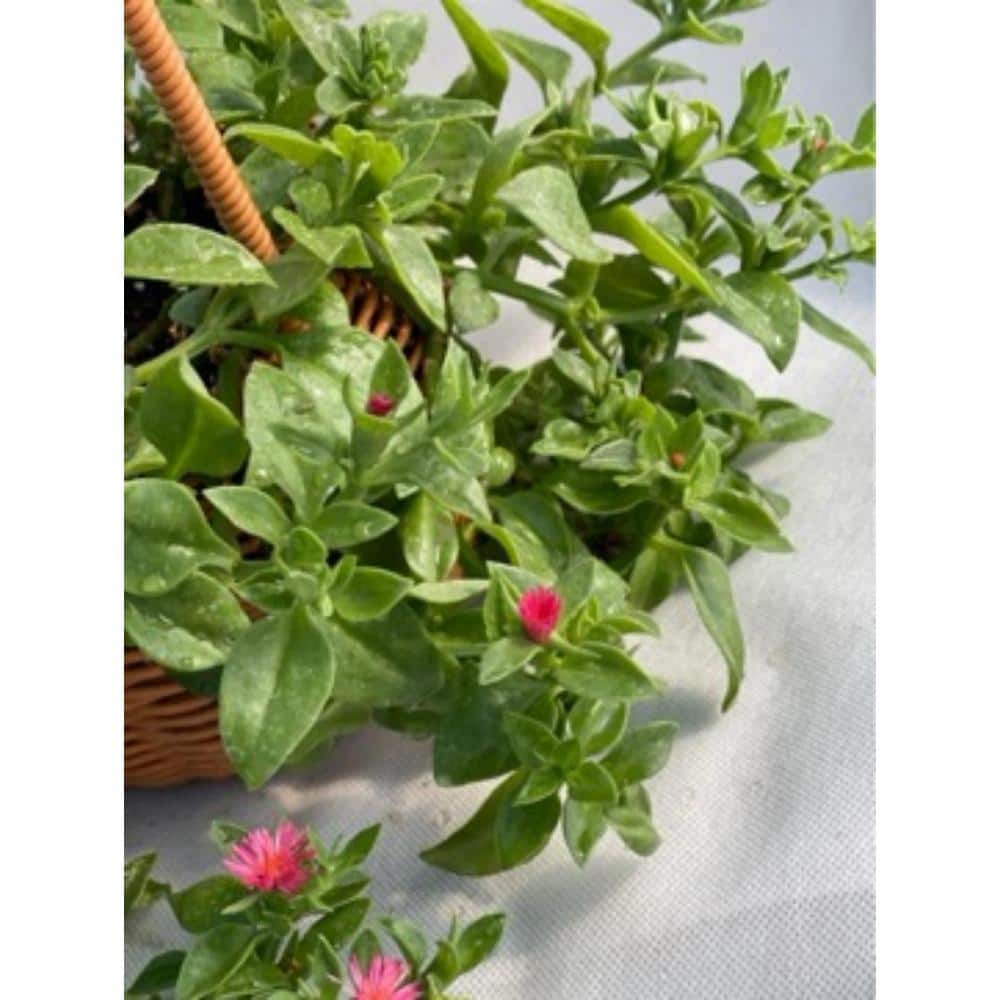 3-Piece Live Rooted Spreading Plant Mesembryanthemum Cordifolium, Aptenia Red Apple - Hercitys