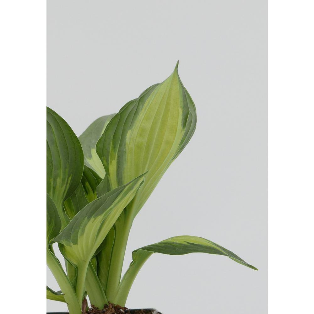 1.0 qt. Perennial Hosta Yellow Variegated (2-Pack) - Hercitys