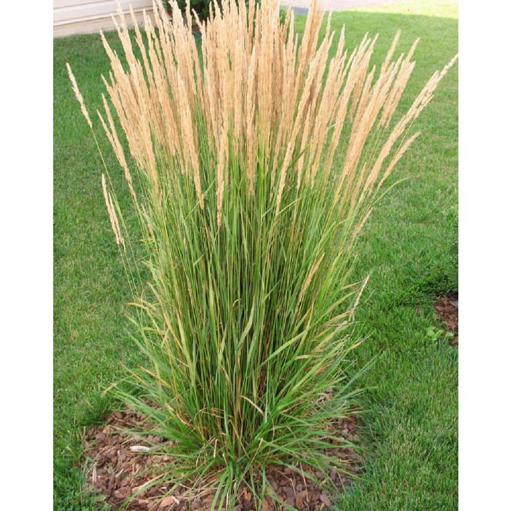 1 Gal. Avalanche Feather Reed Grass – Lovely Tall, Variegated Ornamental Grass Perfect for Borders and Accents - Hercitys