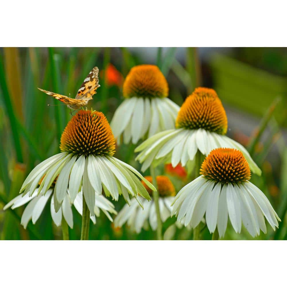 1 Gal. Pot, White Swan Coneflower Flowering Perennial Plant (1-Pack) - Hercitys