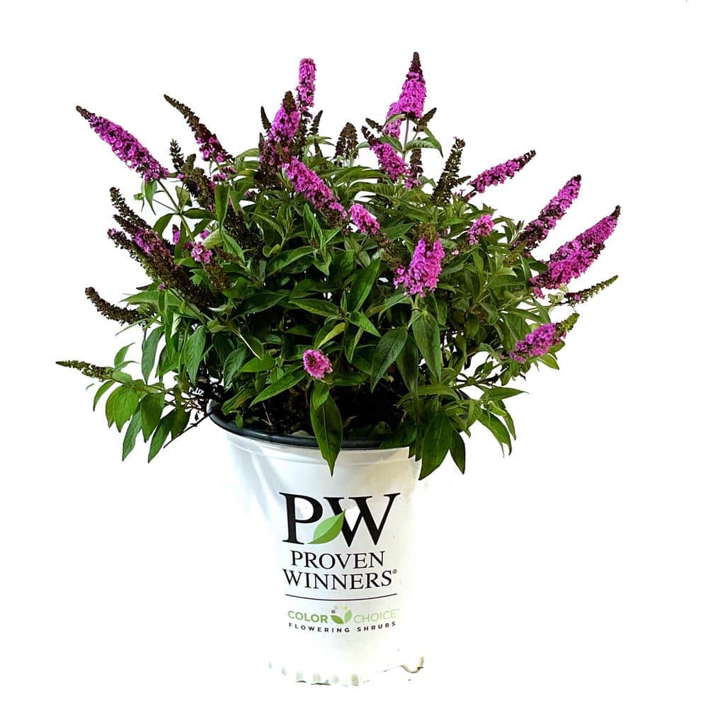 2 Gal. Lo & Behold Pink Micro Chip Butterfly Bush (Buddleia) Live Shrub with Pink Flowers - Hercitys