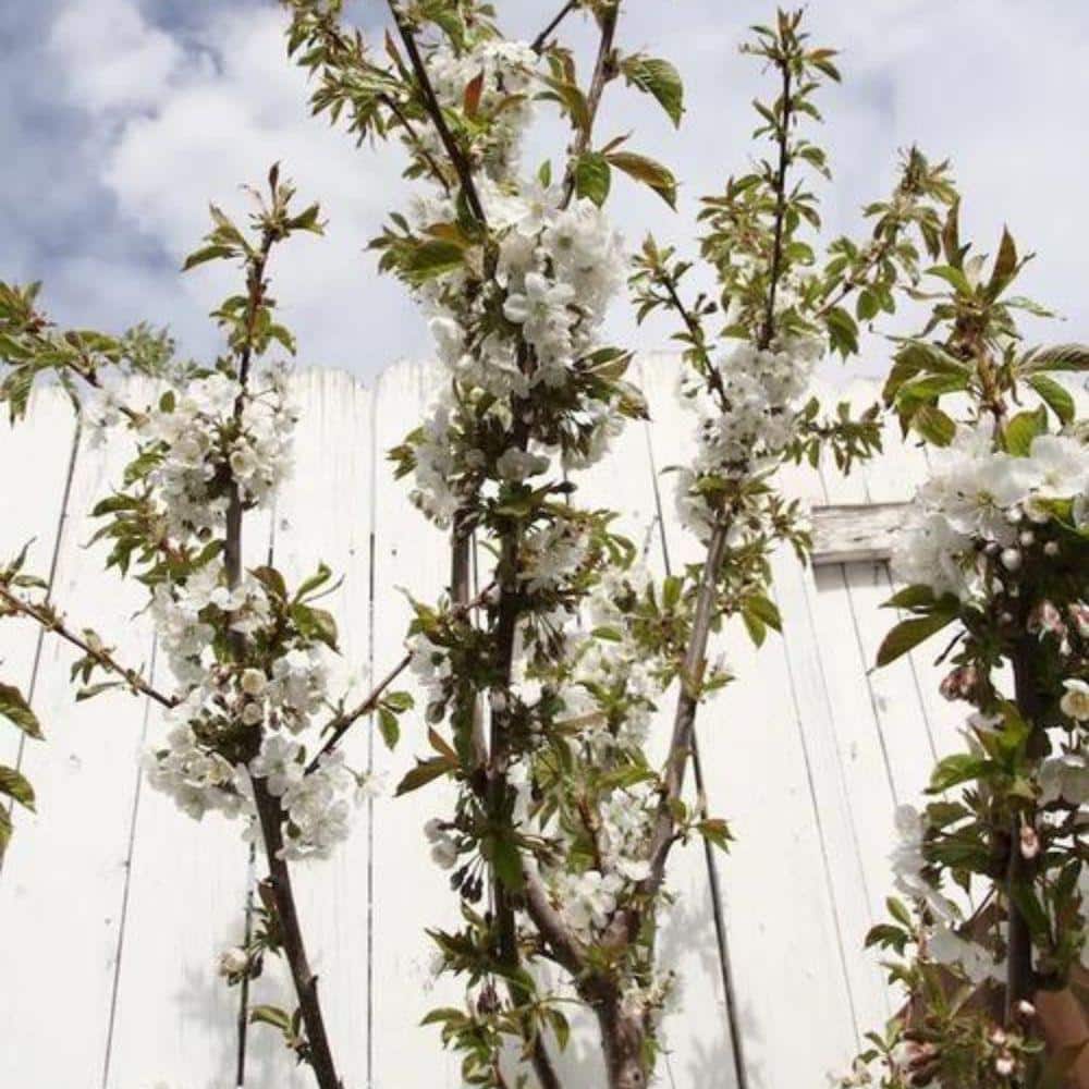 5 gal. Lapins Cherry Tree - Hercitys