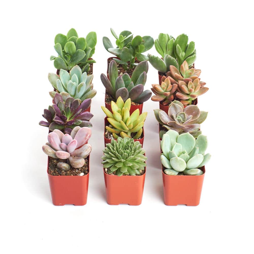 2 in. Unique Succulent (Collection of 12) - Hercitys