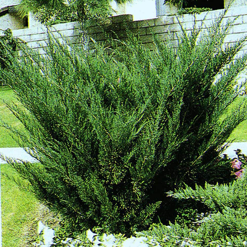 2.25 Gal. Juniper Sea Green Live Shrub with Bright Green Foliage - Hercitys