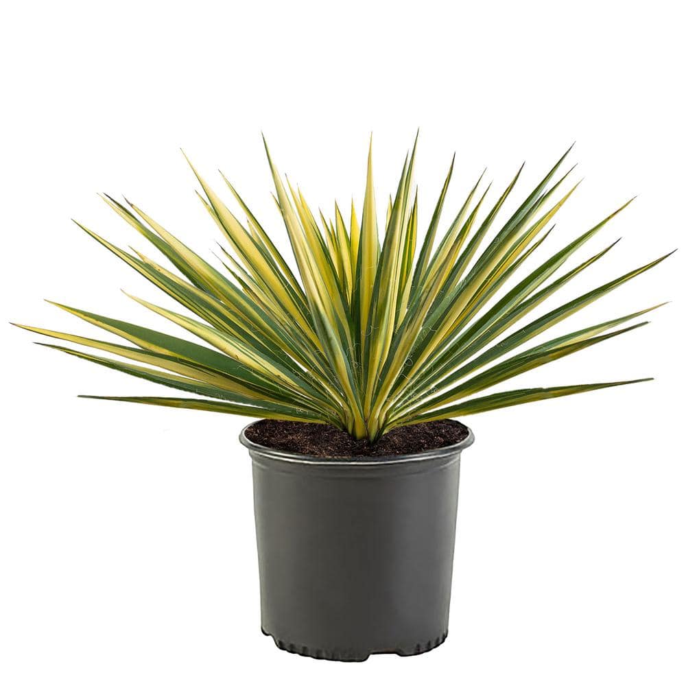 2.25 Gal. Color Guard Yucca Shrub Plant with Creamy White and Dark Green Foliage - Hercitys