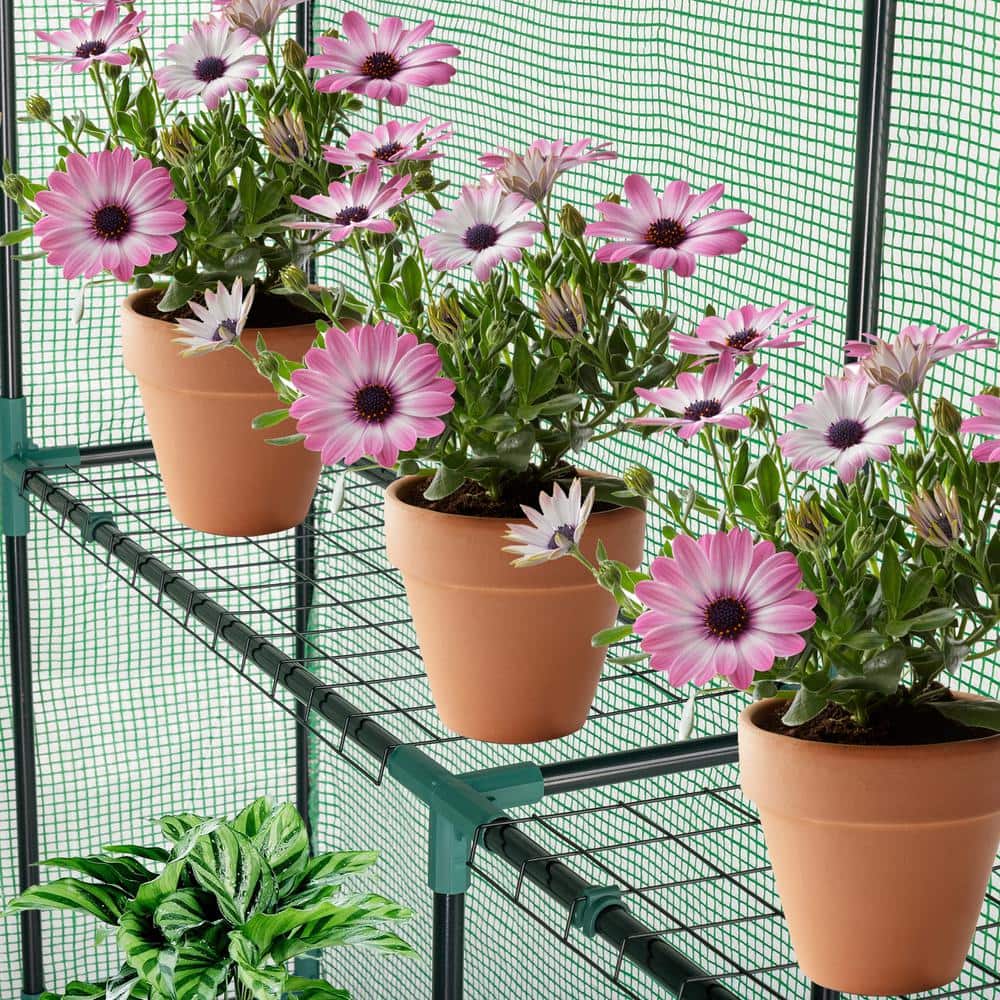 56 in. W x 56 in. D x 77 in. H Greenhouse - Hercitys