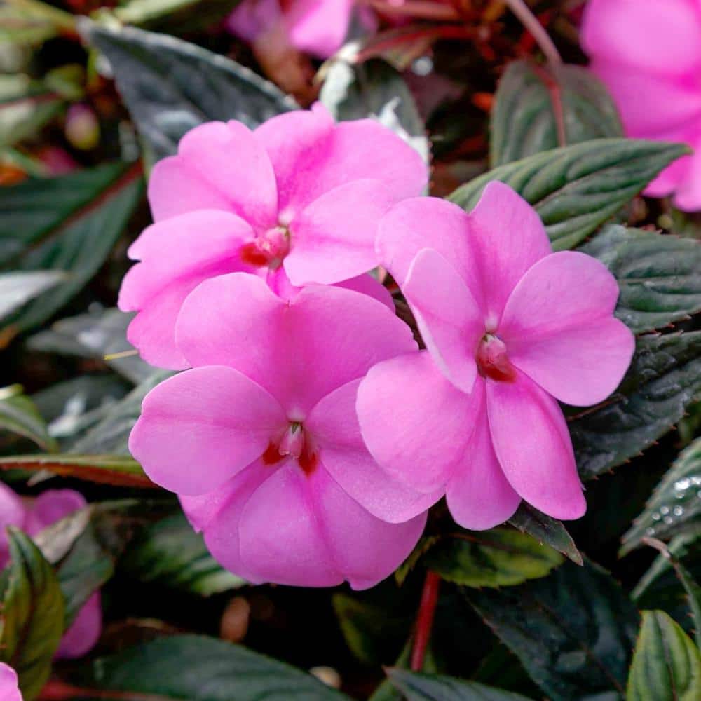 2.5 In. Vigorous Lavender Splash SunPatiens Impatiens Outdoor Annual Plant with Purple Flowers in Grower’s Pot (3-Pack) - Hercitys
