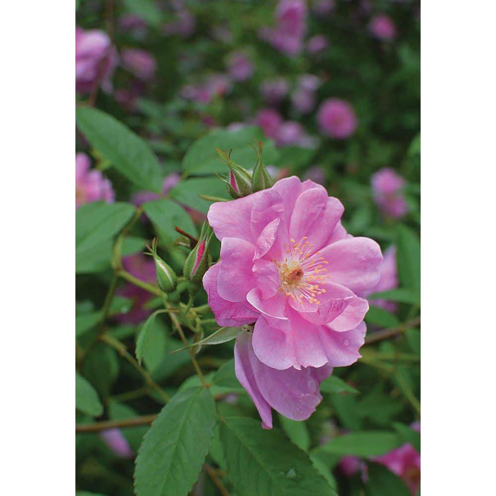 1 gal. Wild Rose Flowering Native Shrub with Wetland Loving Pink Blossoms - Hercitys