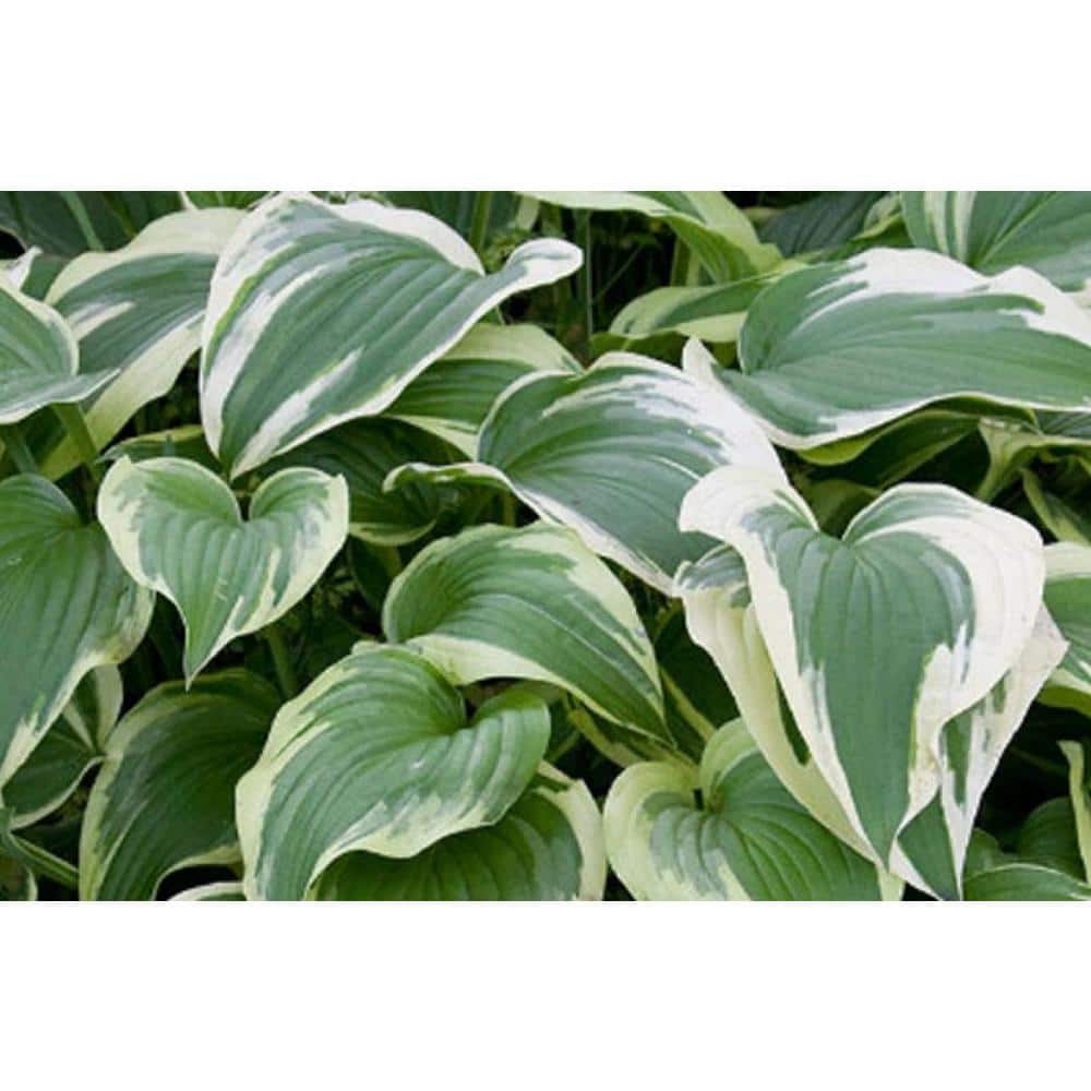 2.5 Qt. Variegated Hosta Live Perennial Plant - Hercitys