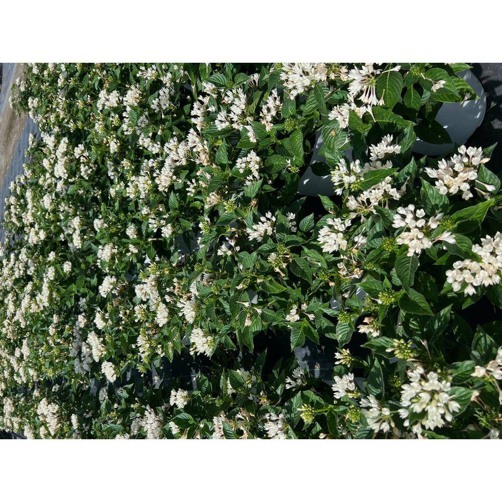 1.5 Gal. Penta Plant White Flower in 8.25 in. Grower’s Pot - Hercitys