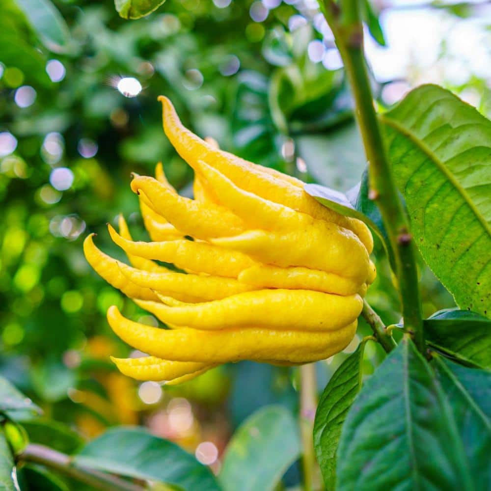 #3 Container Buddhas Hand Citron Evergreen Tree - Hercitys