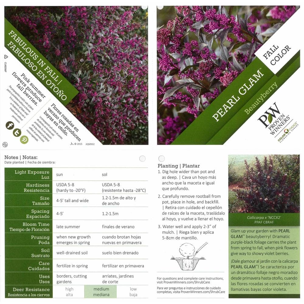 1 Gal. Pearl Glam Beautyberry Bush (Callicarpa) Live Shrub, Dark Purple Foliage and Violet-Purple Berries - Hercitys