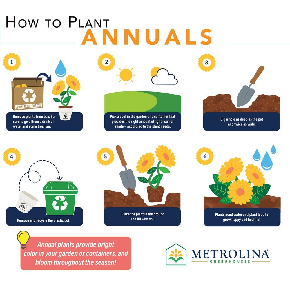 1.5 Pt. Yellow Lantana Annual Plant (5-Pack) - Hercitys