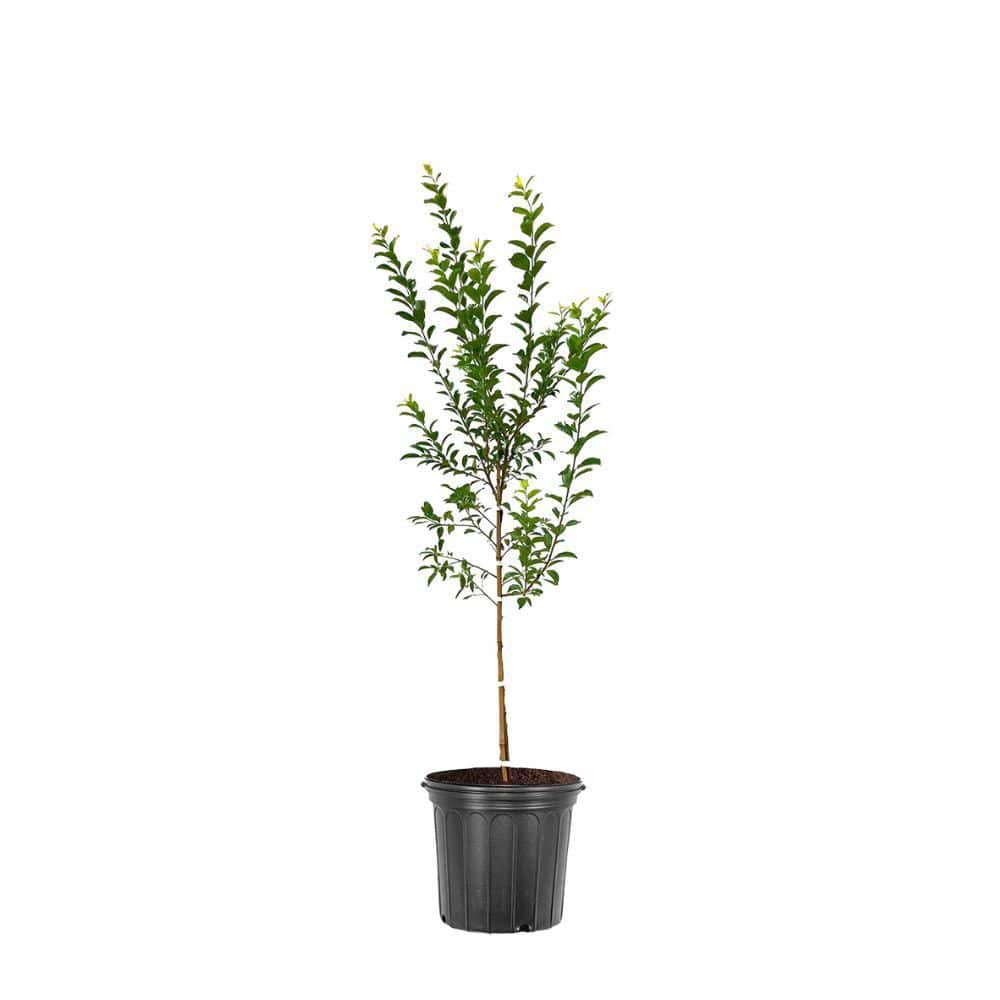 1 gal. Toka Deciduous Plum Tree - Hercitys