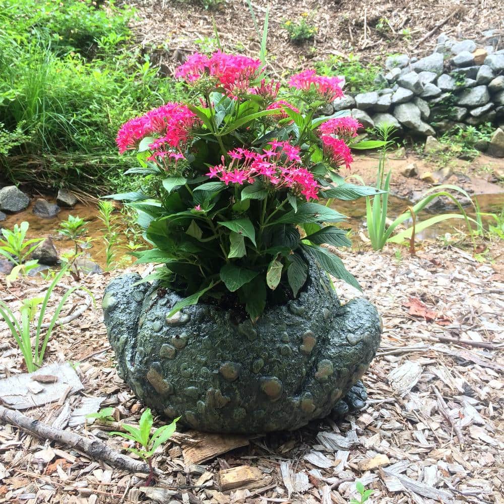 10 1/2 in. Toad Planter Garden Frog Statue (Holds 6 in. Pot) - Hercitys