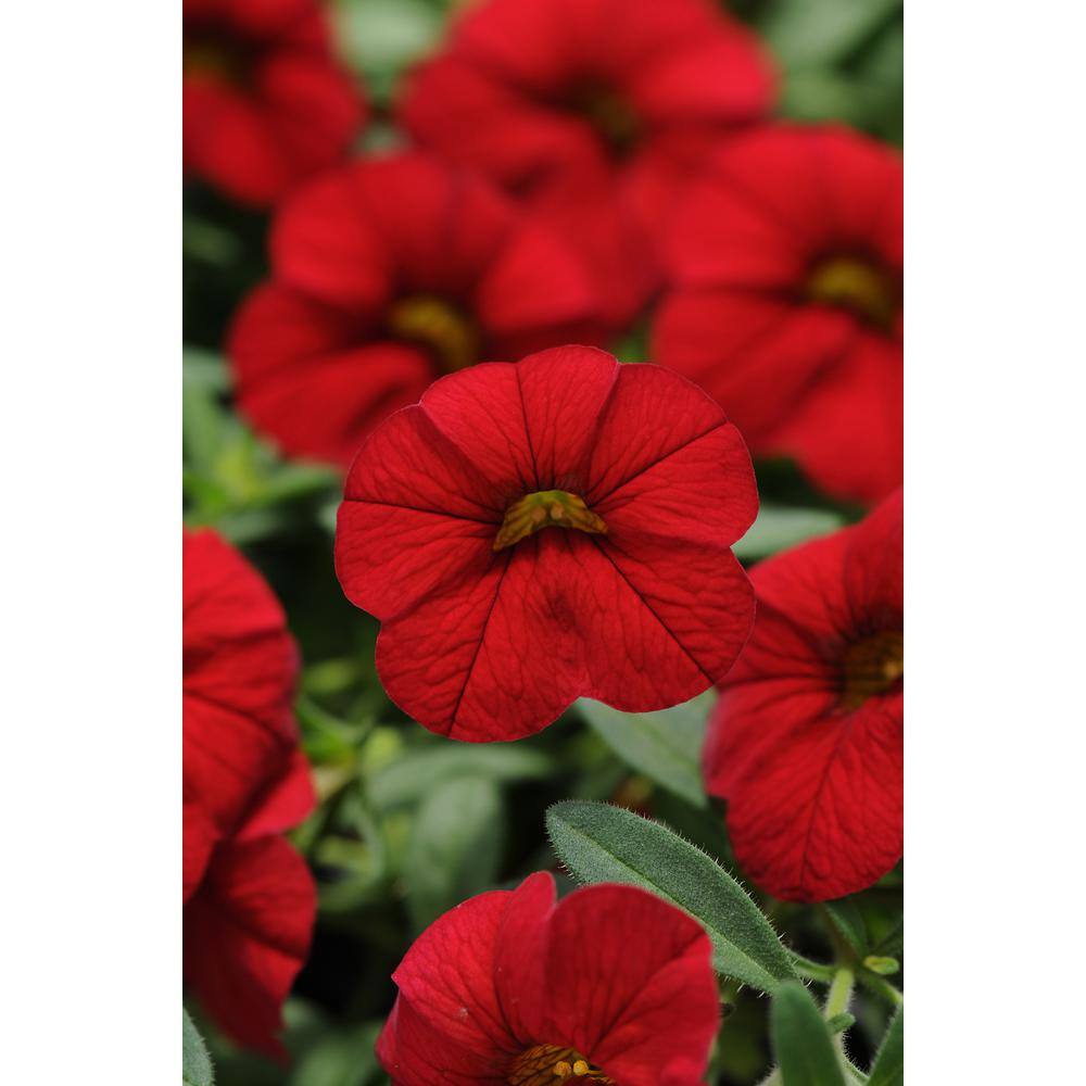 1.38 Pt. Petunia Limbo Gp Red Plant in Flower Grower’s Pot (4-Pack) - Hercitys