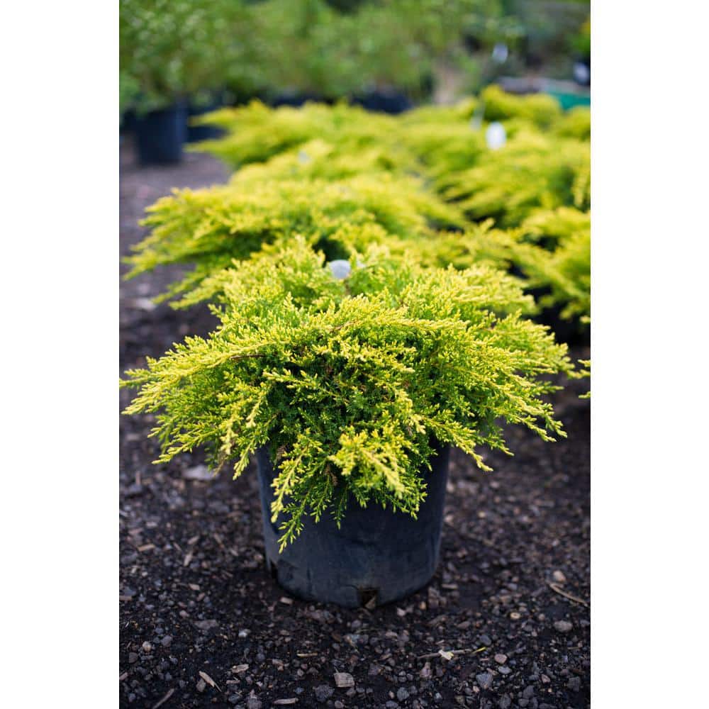 1 Gal. Old Gold Juniper Shrub (2-Pack) - Hercitys