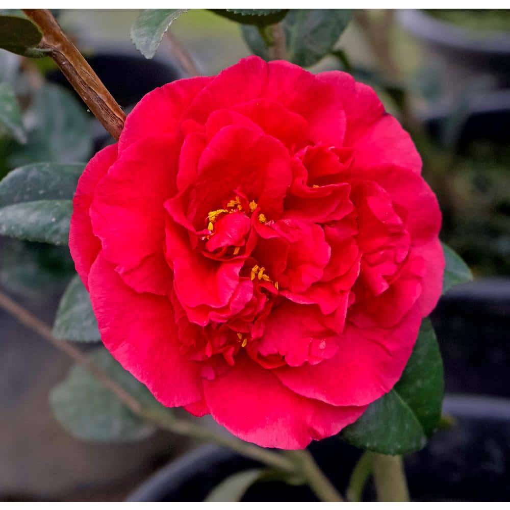 #5 Container Kramers Supreme Camellia Plant - Hercitys