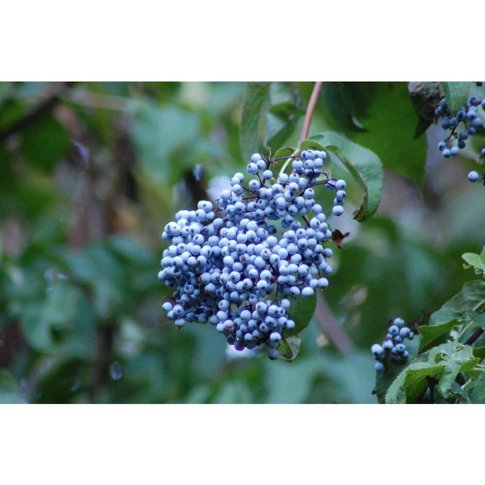 1 gal. Blue Elderberry Native Shrub with Edible Berries and Strong Resilience - Hercitys