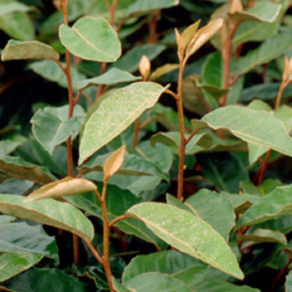 2.5 Gal – Elaeagnus x Ebbingei With Fragrant Discreet Blooms, Live Evergreen Shrub - Hercitys