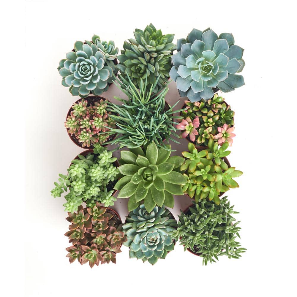 4 in. Assorted Succulent Collection Succulent (Collection of 12) - Hercitys
