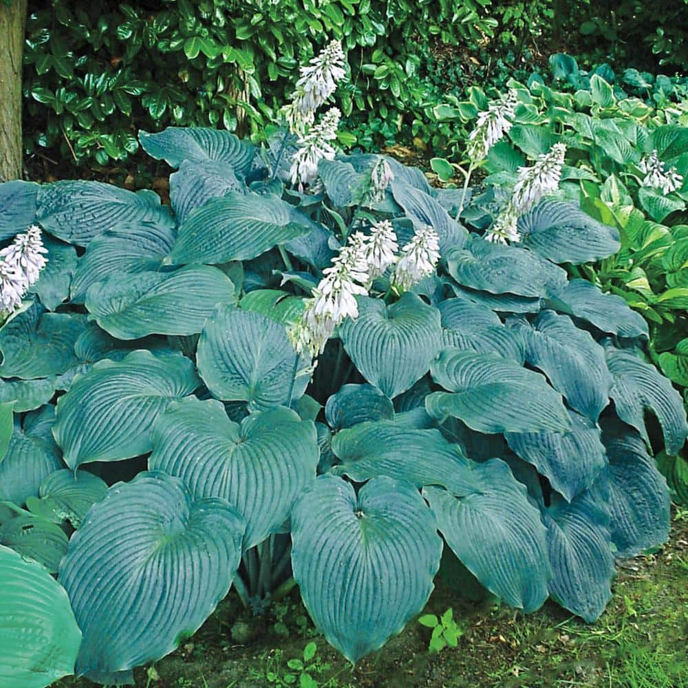 3 Gal. Pot, Earth Angel Hosta Deciduous Perennial Plant (1-Pack) - Hercitys