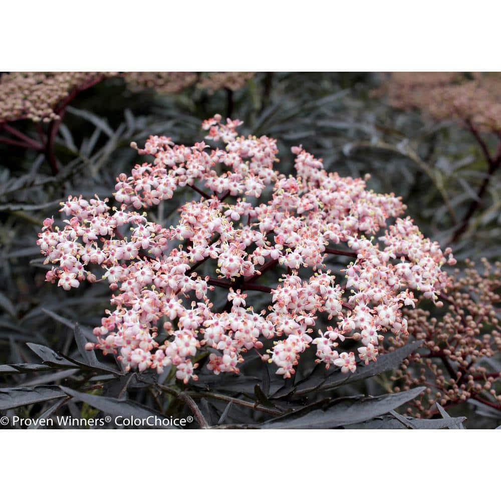 1 Gal. Black Lace Elderberry (Sambucus) Live Shrub, Pink Flowers - Hercitys