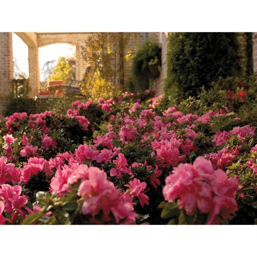 1 Gal. Autumn Carnation Reblooming Azalea Shrub with Pink Flowers - Hercitys