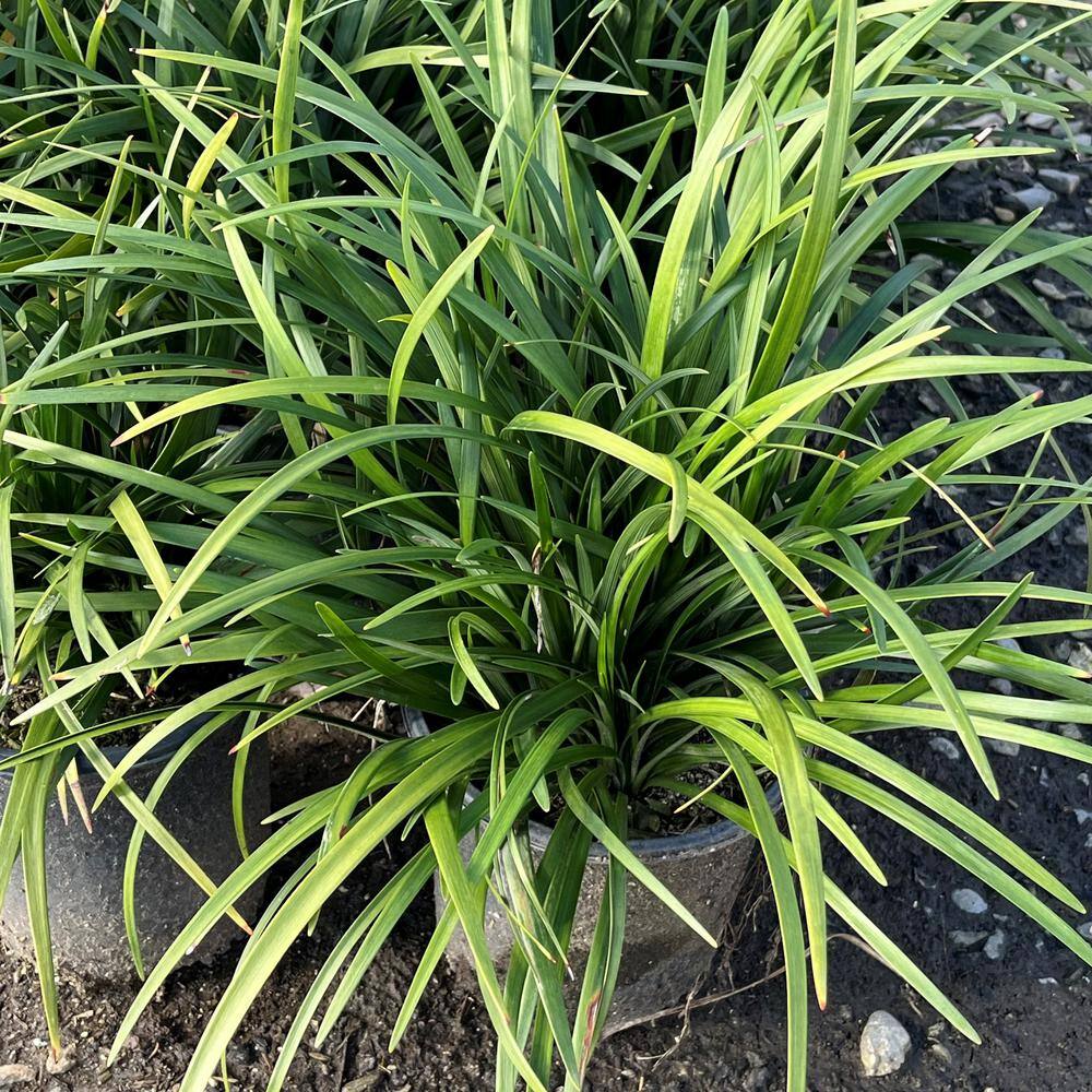 #1 Container Giant Turf Lily Plants (4-Pack) - Hercitys