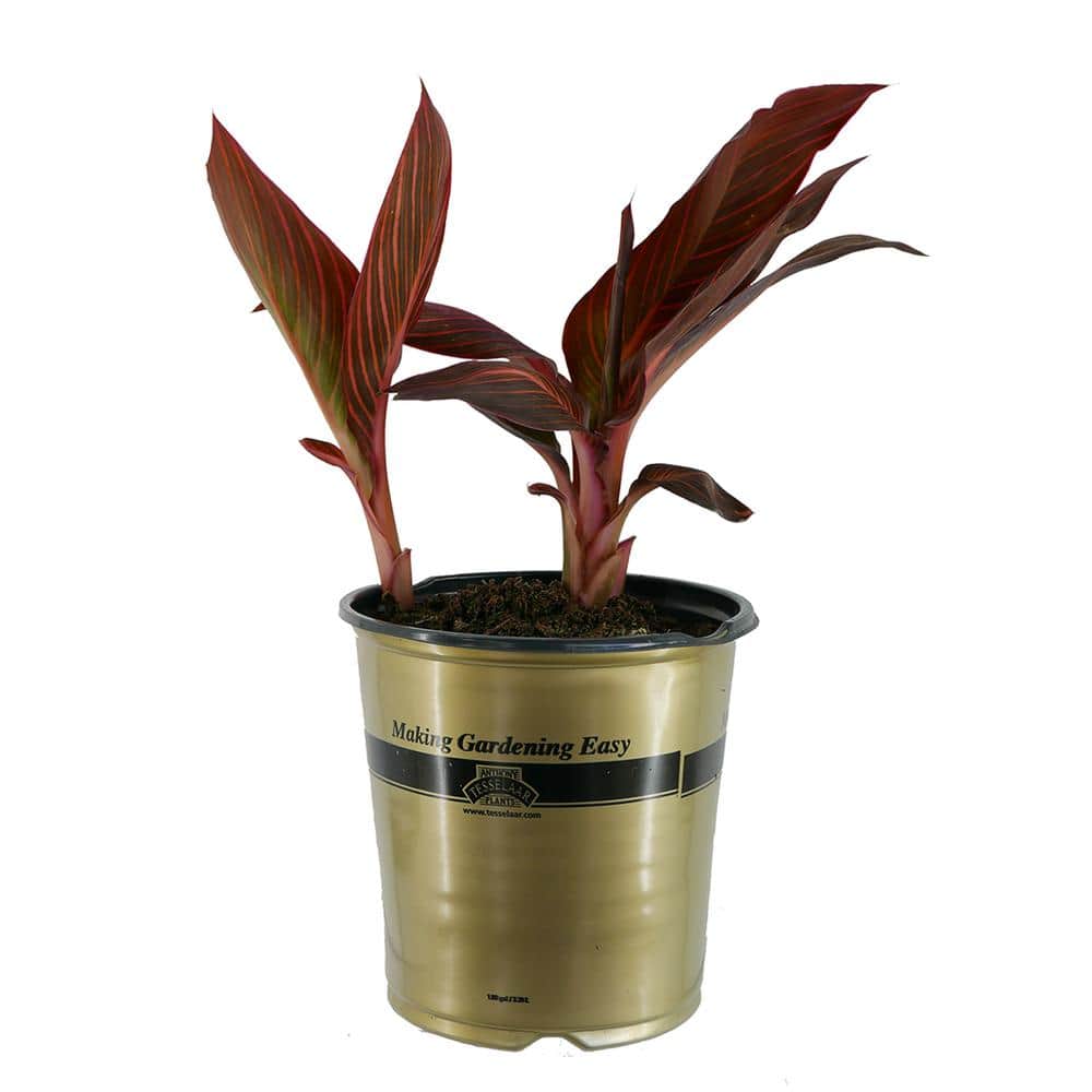 1.0 Gal. Annual Canna Tropicanna Original - Hercitys