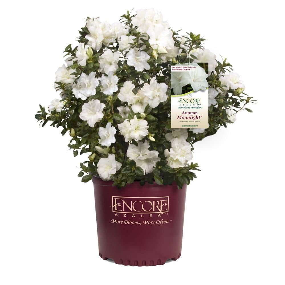 3 Gal. Autumn Moonlight Shrub with Crisp White Semi-double Reblooming Flowers - Hercitys