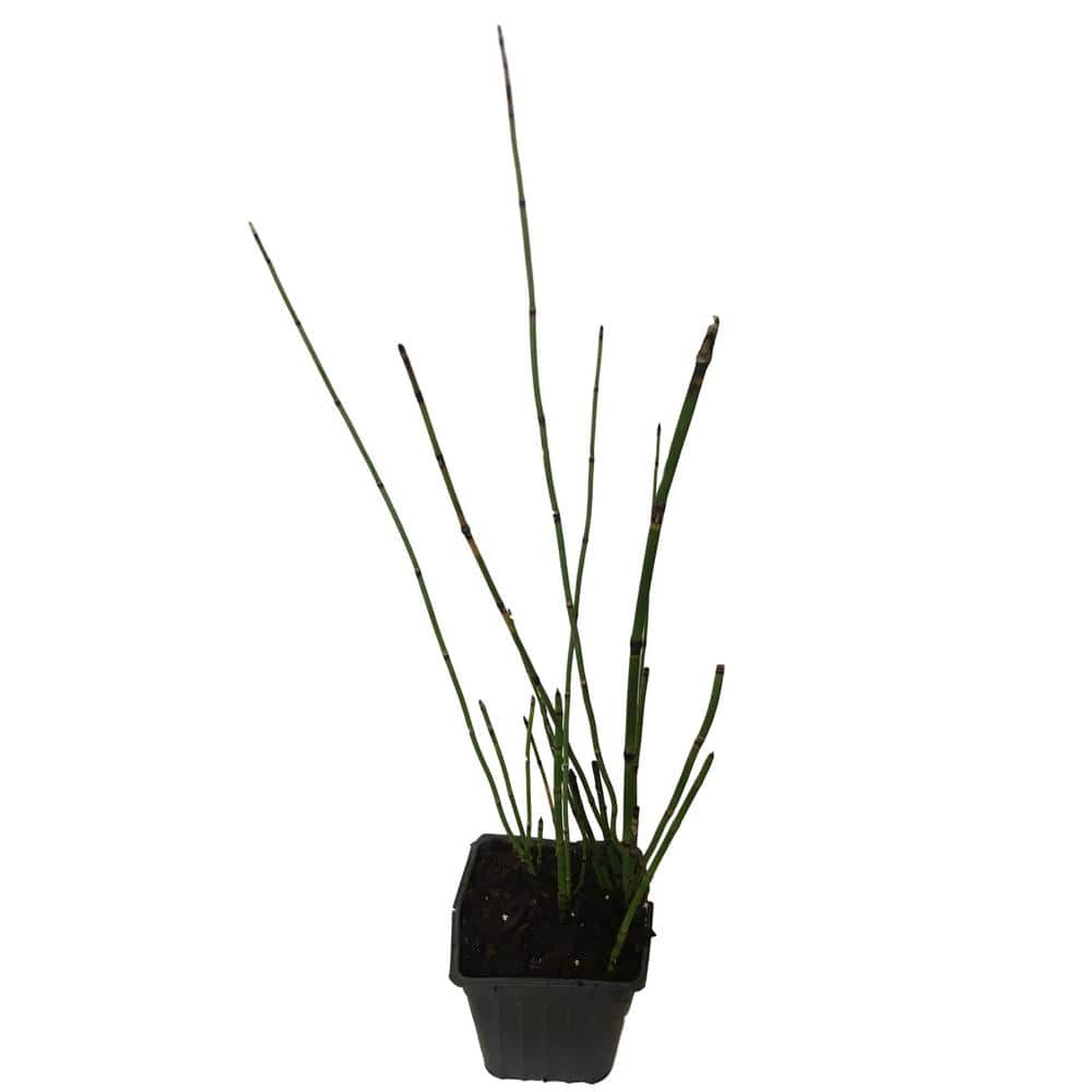 4 in. Pot Horsetail Grass Plant - Hercitys