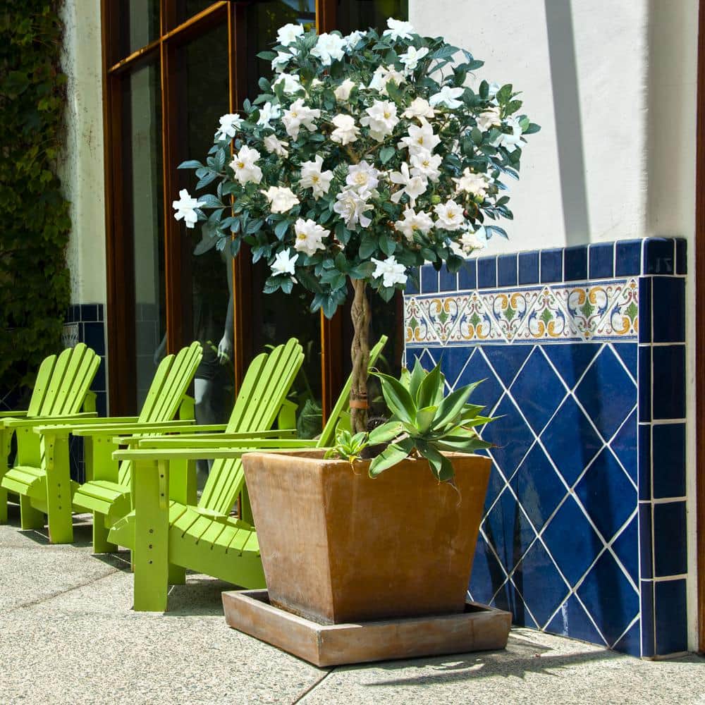 10 in. Braided Gardenia Plant in Grower Container-1 Piece - Hercitys