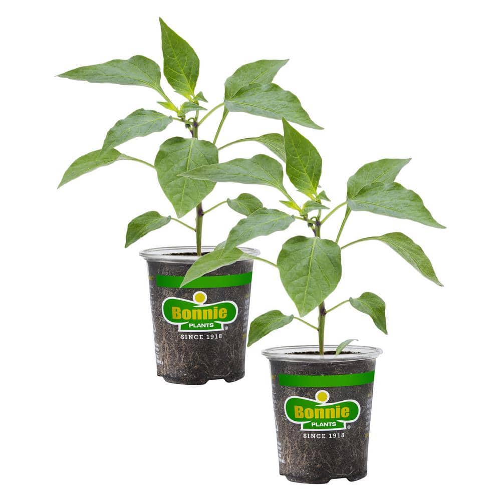 19 oz. Sweet Banana Pepper Plant (2-Pack) - Hercitys