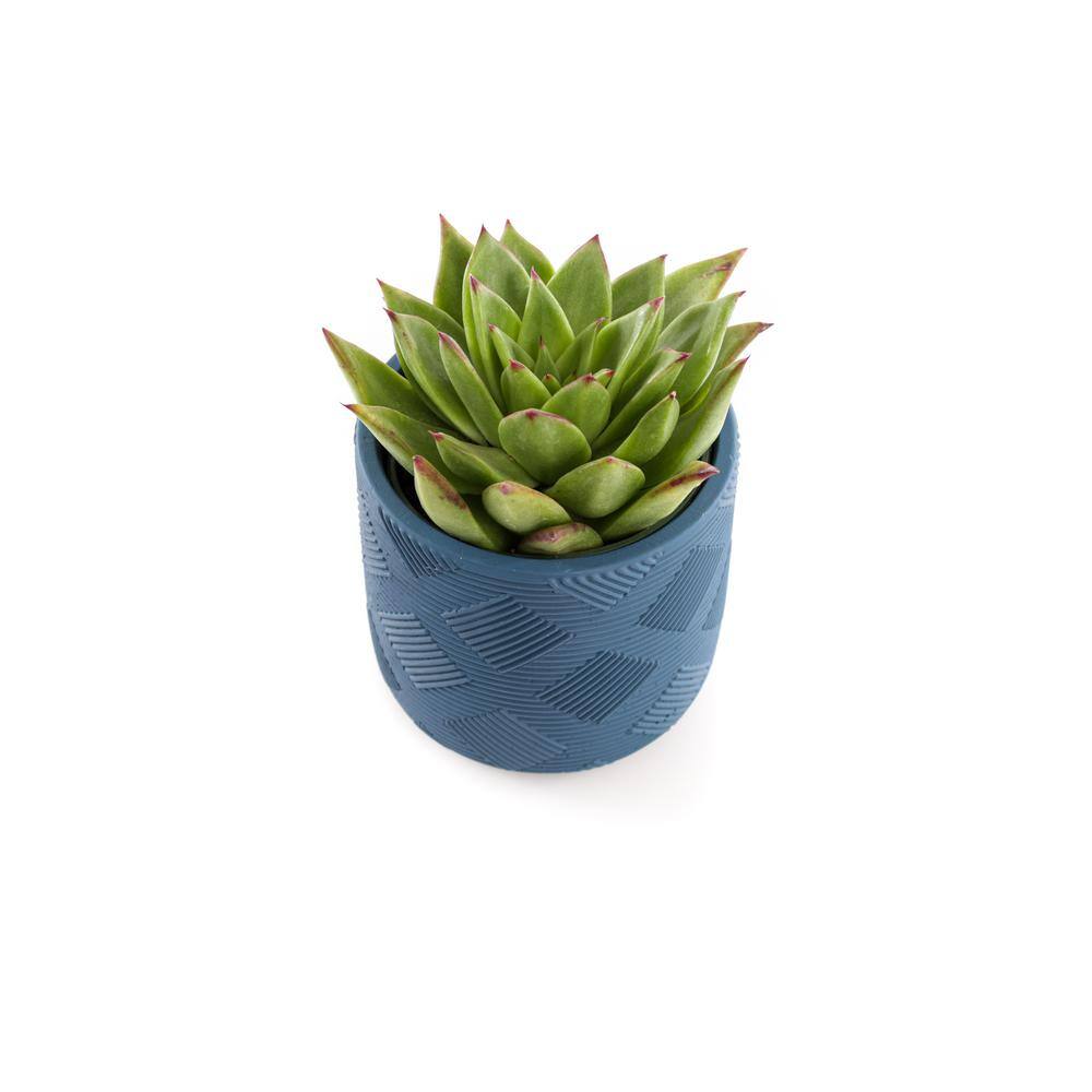 4 in. Assorted Succulent Set in Blue Weave Pot (2-Pack) - Hercitys