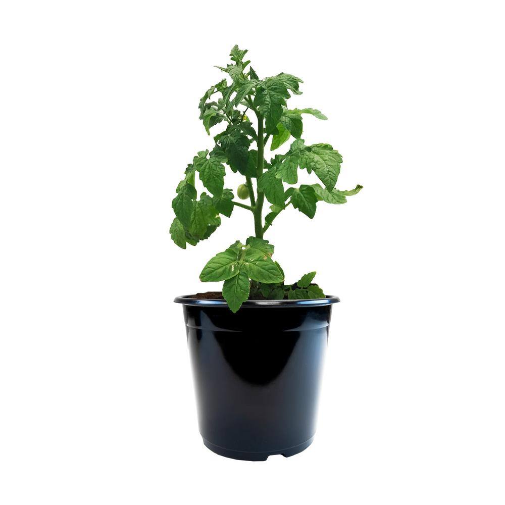 1 Gal. plastic Nursery Pots (20-Pack) - Hercitys