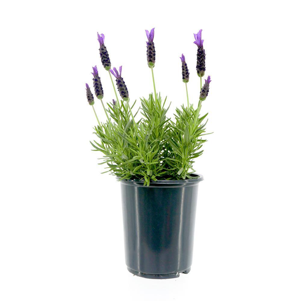 2.5 qt. Perennial Lavender stoechas Spanish Purple (4-Pack) - Hercitys