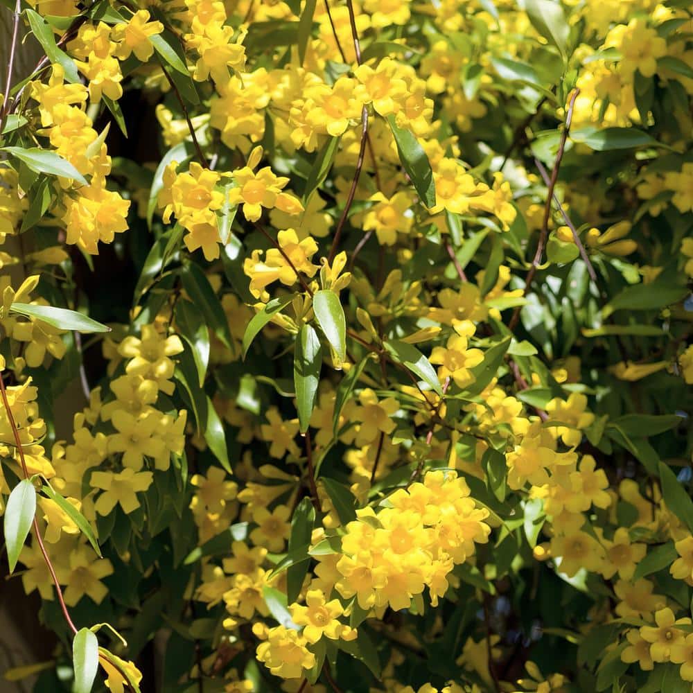 1 gal. Carolina Jessamine Plant with Yellow Flowers - Hercitys